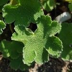 Geranium renardii Leaf