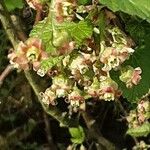 Ribes nigrum Flower