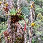 Tillandsia fendleri Hoja