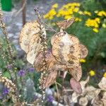 Lunaria annuaफल