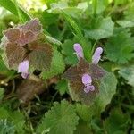 Lamium purpureum花