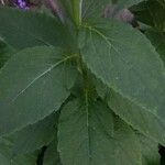 Campanula latifolia Blad