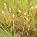 Fimbristylis ferruginea 花