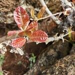 Pappea capensis Hoja