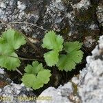 Ranunculus spicatus Celota