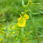 Heimia salicifolia Flor