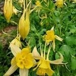 Aquilegia chrysantha Blüte