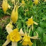 Aquilegia chrysantha Цветок