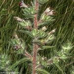 Echium asperrimum Flower