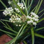 Asclepias woodsoniana 花