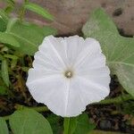 Ipomoea aquatica Flower