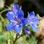 Phacelia parryi Kvet