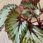 Begonia rexFulla