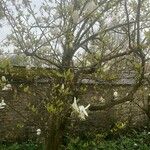 Magnolia salicifolia Blatt