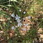Allium subhirsutum Floare