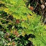 Tripleurospermum maritimum Habitat