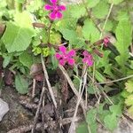Saponaria calabrica Flower