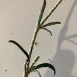 Silene nicaeensis Hostoa