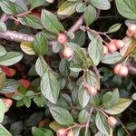 Cotoneaster franchetii Hoja