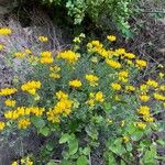 Coronilla minima عادت داشتن