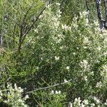 Ceanothus leucodermis Hábito
