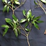 Naucleopsis capirensis Otro