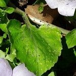 Campanula medium Blad