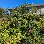 Rubus armeniacus Habitat