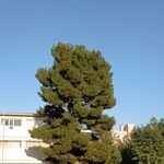 Pinus pinea Habitus