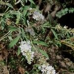 Buddleja asiatica Levél