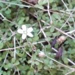 Arenaria balearica Flor