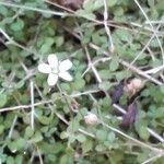 Arenaria balearica फूल