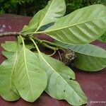 Gynochthodes billardierei Plante entière