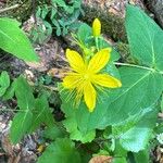 Hypericum grandifolium Žiedas