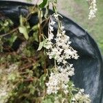 Fallopia dumetorum Flors