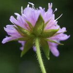 Knautia dipsacifolia 花