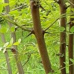 Amorpha fruticosa Écorce