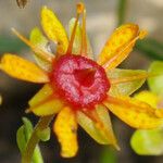 Saxifraga aizoides Flors