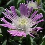 Gibbaeum velutinum Kvet