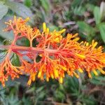 Palicourea triphylla Flor