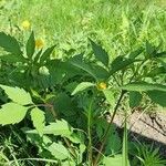 Bidens frondosa Leaf