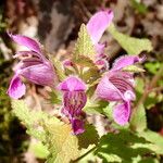 Lamium garganicum Flors