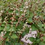 Fallopia dumetorum Habit