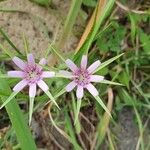 Geropogon hybridus Blüte