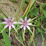 Geropogon hybridus Çiçek