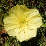 Oenothera triloba Λουλούδι