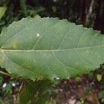 Ficus lateriflora पत्ता