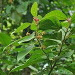 Ficus coronata Ffrwyth