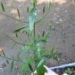 Andrographis paniculata Blad