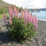 Lupinus polyphyllus Plante entière